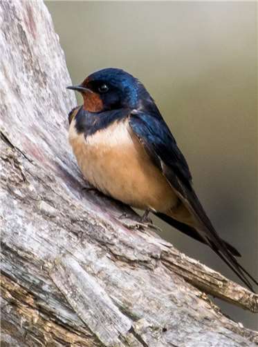 Eine Rauchschwalbe pausiert beim Insektenfang.Foto: NABU/Karl-Heinz Kaiser