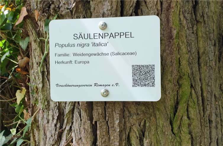 Eine Säulenpappel. Quellen: Verschönerungsverein Remagen e. V.