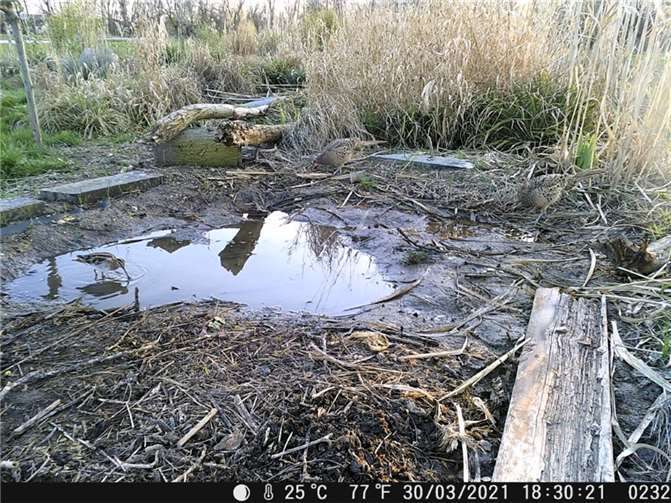 Eine Sensation: Eine Bekassine stochert in einem eigens für sie angelegten Flachwasserteich nach Nahrung. Bekassinen sind seit 10 Jahren in Rheinland- Pfalz als Brutvogel ausgestorben. Noch keine drei Wochen vor dieser Aufnahme hatte der Präsident der Struktur- und Genehmigungsbehörde, Uwe Hüser gegenüber dem Südwestfunk behautet „das Grundstück sei für die Bekassine nicht groß genug.“ „Die Anwesenheit dieser ornithologischen Kostbarkeit am 30. März 2021 zeigt aber eindeutig, dass sich die Behörde mit ihrer Annahme geirrt hat.“
