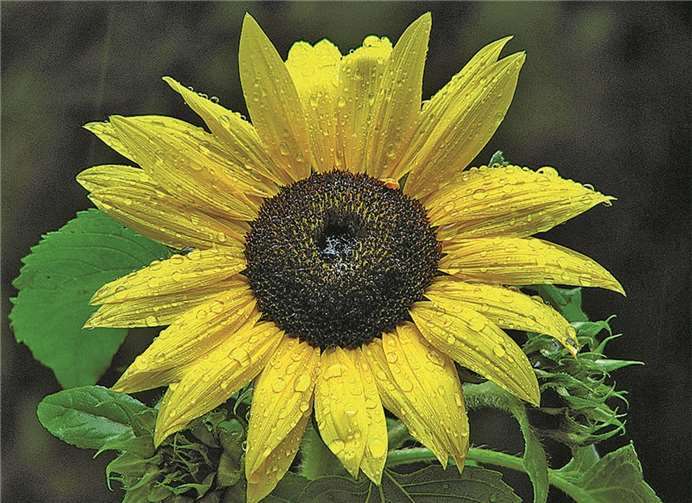 Eine Sonnenblumen blühen auch noch im September. Pixabay