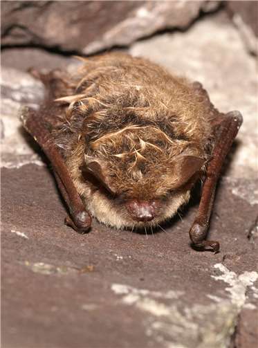 Eine Teichfledermaus hängt an der Decke ihres Winterquartiers. Foto: NABU/Andreas Kiefer
