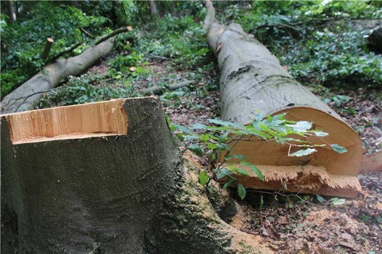Eine Totholz-Entfernung an über 400 Bäumen in der RheinRuhe sowie weitere Baumfällarbeiten sind leider im Sinne der Verkehrssicherungspflicht unumgänglich.