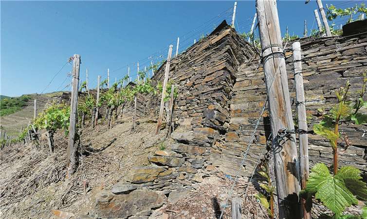 Eine Weinbergsmauer in Walporzheim: Der Stadtrat beschäftigt sich mit dem Erhalt der historischen Weinbergsanlagen in Walporzheim. -FIX-