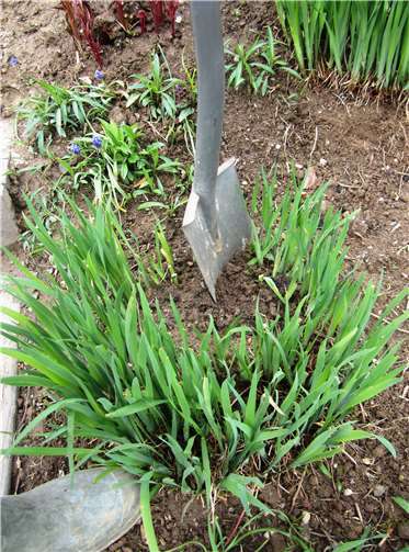 Eine Wieseniris. Fotos: privat