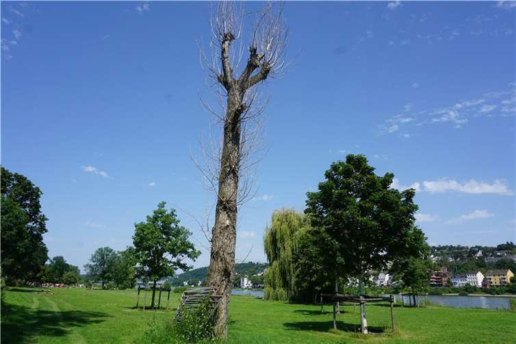 Eine abgestorbene Schwarzpappel auf der Rheinau-Wiese am Schwimmbad Oberwerth gehört zu den Bäumen, die demnächst gefällt werden.  Foto: Stadt Koblenz / Verena Groß