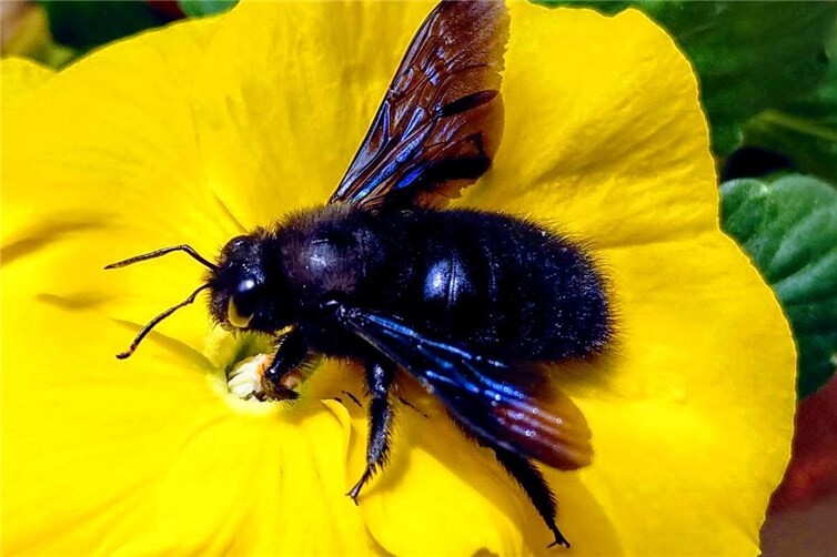Eine blaue Holzbiene auf einem Gartenstoefmütterchen.