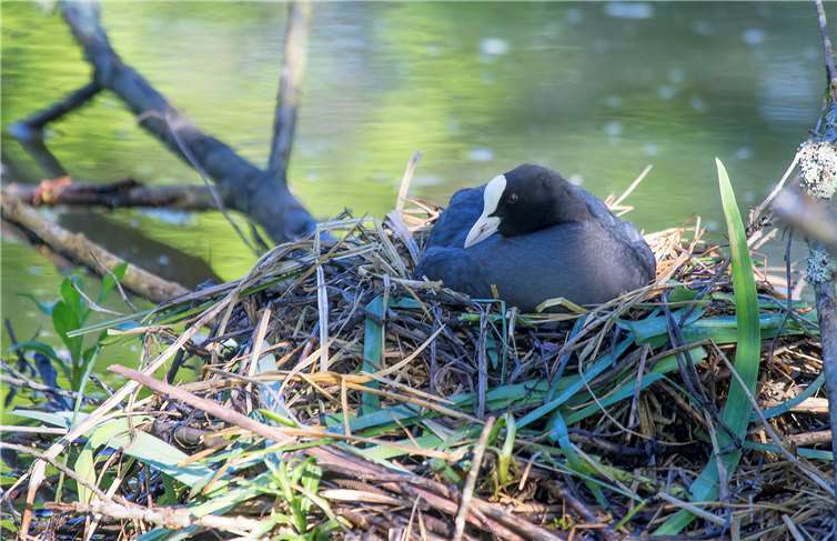 Eine brütende Blessralle auf dem Rother Weiher.Wolfgang Tischler