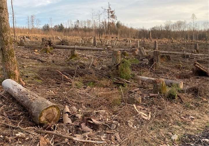Eine ca. 150 Hektar große Fläche des Waldes, eigentlich Lebensraum für zahlreiche Tier- und Pflanzenarten und, besonders in Zeiten des Lockdown, Raum für ausgiebige und erholsame Spaziergänge, sind kahl.Fotos: privat