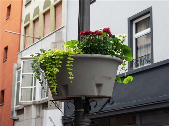Eine der Blumenampeln. Foto: Hermann Schäfer