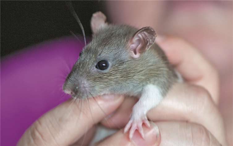 Eine der ausgesetzten Farbratten. privat