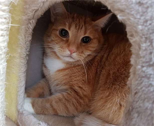 Eine der geretteten Katzen.Foto: privat