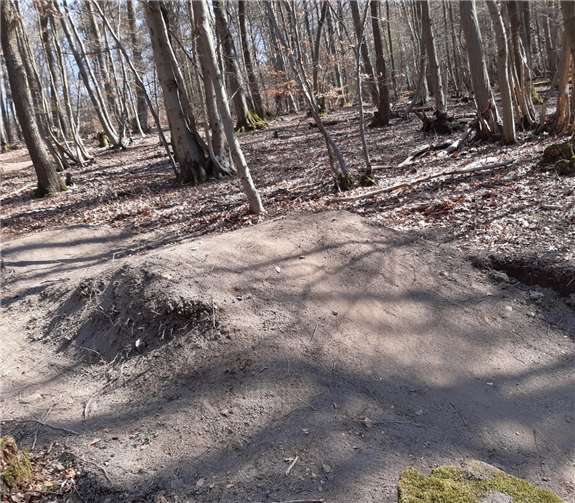 Eine der illegale Mountainbikestrecken im Stadtwald.Quelle: Stadt Koblenz