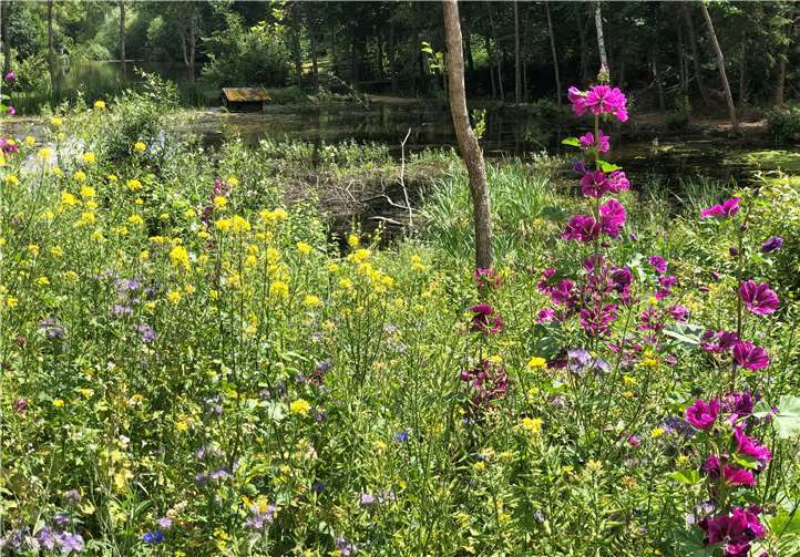 Eine farbenprächtige Erscheinung der angelegten Blumenwiese im Sommer diesen Jahres.