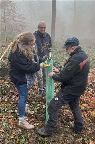 Eine frisch gepflanzte Elsbeere wird mittels Wuchshülle gegen Wildverbiss, Konkurrenzvegetation und klimatische Extreme geschützt. Foto: Sonja Klein