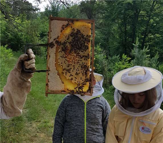 Eine geerntete Honigwabe.