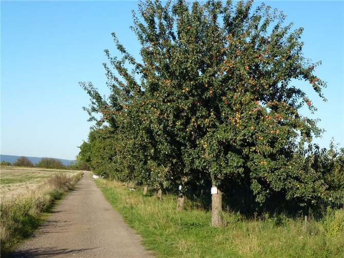 Bassenheimer Streuobstbäume ersteigern Eine gute Ernte bei den Äpfeln, Birnen und Walnüssen zeichnet sich auch im Jahr 2025 entlang des Bassenheimer Streuobstwiesenweges ab. Foto: Dr. Rüdiger Kape