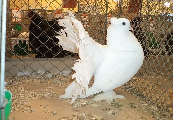 Eine indische Pfautaube von Jungzüchter Moritz Körnert aus Welling.