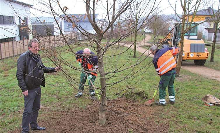 Eine neu gepflanzte Hainbuche soll den Kindern im Rondo-Gebiet einmal als Kletterbaum dienen.