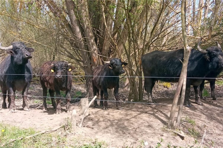 Eine neugierige Büffelfamilie