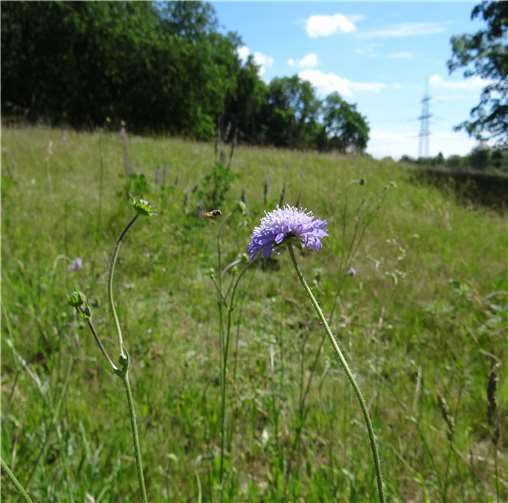 Eine nicht gemähte Böschung bietet neuen Lebensraum für Insekten und Pflanzen wie die Acker-Witwenblume.
