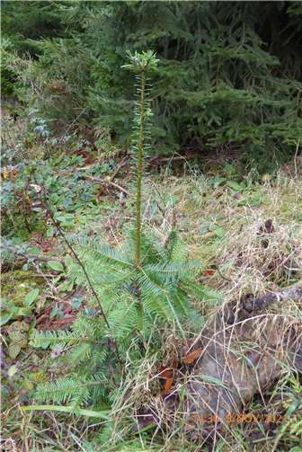 Eine prächtig entwickelte Pflanze der Baumart Abies Grandis, auch Große Küstentanne genannt.