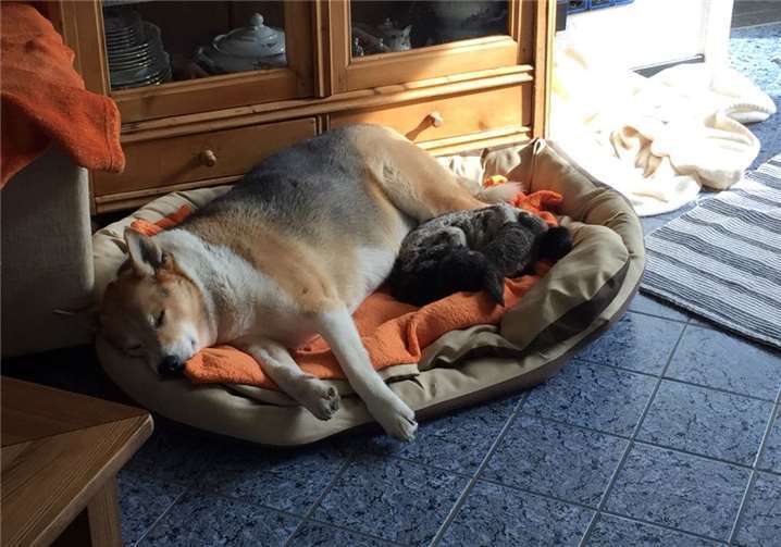 Eine ungewöhnliche Freundschaft: Zuständig für das Kuscheln und die Körperpflege ist Podenco-Mischling Pete.  SOT