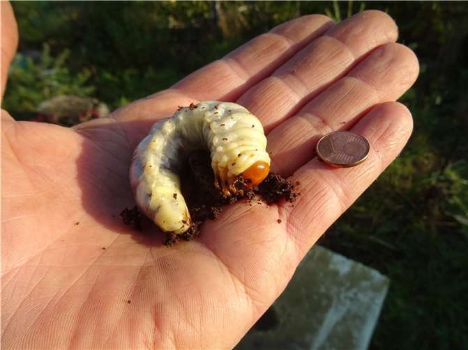 Eine von 5 Hirschkäferlarven! Es wurde einfach ein abgestorbener Stamm eines Apfelbaumes von der Vallendarer Grünschnittdeponie geholt und ihn - als Insektenhotel -wieder aufrecht stehend „gepflanzt“. Zur großen Überraschung hatte wohl zuvor ein Hirschkäfer genau in diesen Stamm auch seine Eier gelegt. „Jetzt dürfen sie sich hier- nach fast 8 -jähriger Entwicklungszeit – selbst zu Riesenkäfern entwickeln!“