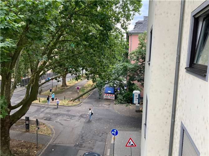 Eine von Stockfäule betroffene Robinie stürzte am Dienstag in der Südallee um.  Foto: Stadt Koblenz / Verena Groß