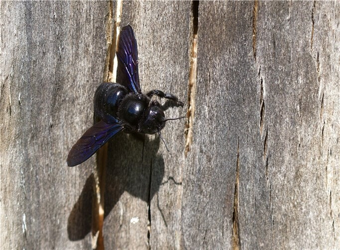 Eine weibliche Blauschwarze Holzbiene (Xylocopa violacea)  Foto: Matthias Overmann