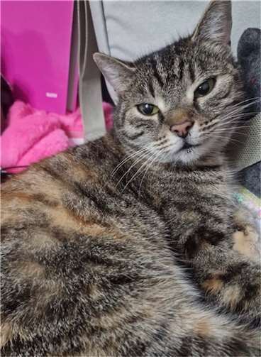 Eine zutrauliche Katze.  Foto: privat