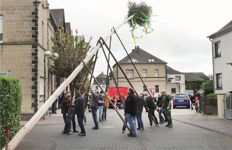 Einer alten Tradition folgend wurde der Maibaum von den starken Männern der Kirmesgesellschaft Obermendig trotz feucht-kühler Witterung mit Hilfe so genannter Schwalben aufgestellt.