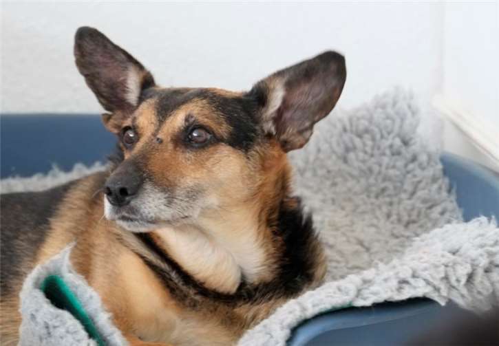 Einer der Schützlinge auf dem „Gnadenhof Eifel“.Privat