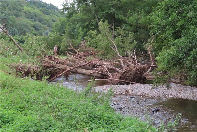 Nettehochwasser sorgt für erhebliche Probleme Einer der vielen Bäume und Baumgruppen, die quer über dem Nettebachbett oder gar im Bachbett liegen. Foto: privat