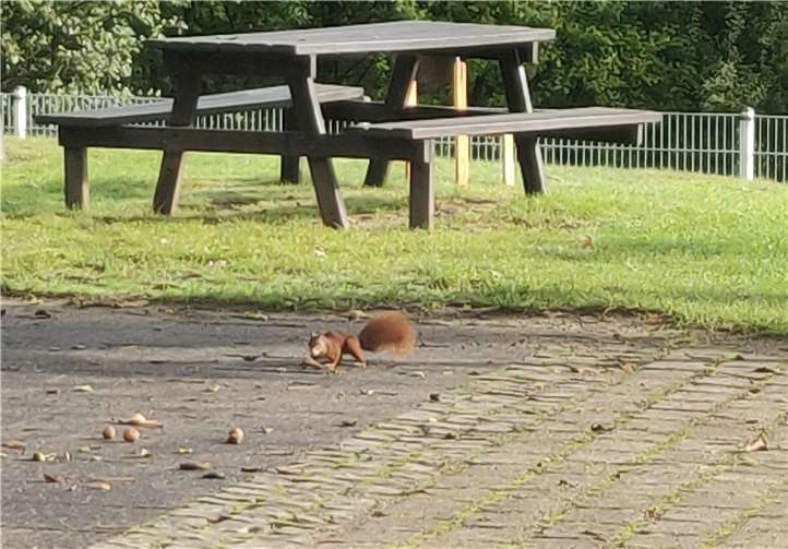 Eines der Eichhörnchen stibitzt sich eine Walnuss. Foto: privat