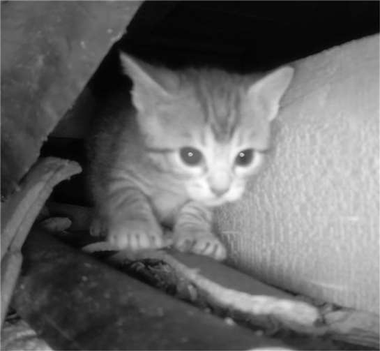 Eines der Kitten in seinem Versteck, aufgenommen mit einer Teleskopkamera.