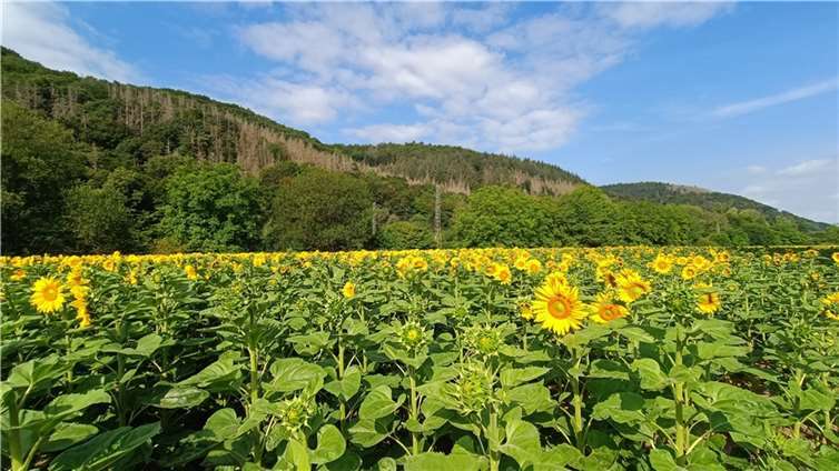 Eines der zwei Sonnenblumen-Felder ist auch von der B9 aus gut zu sehen.
