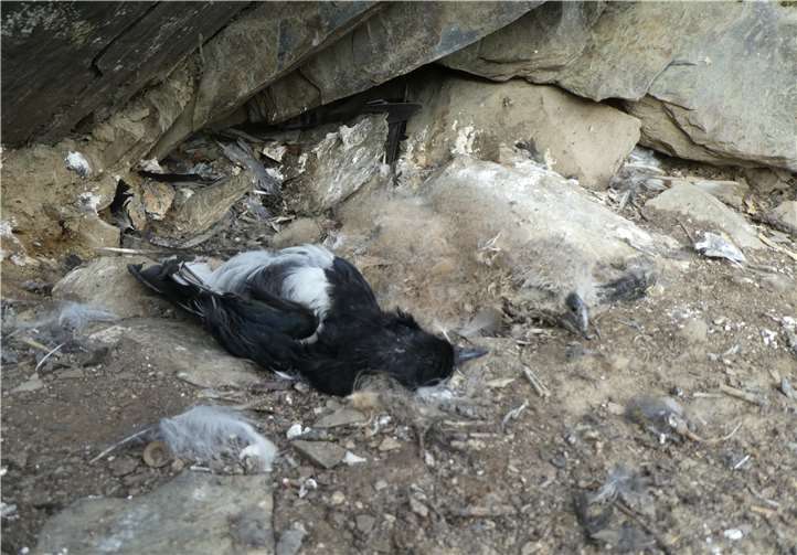 Eines des Uhujungen war vermutlich nach dem Tod der Mutter verhungert.