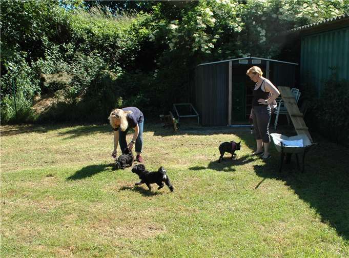 Einfach nur süß: die Welpengruppe beim Spielen.Fotos: 