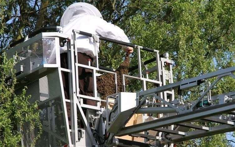 Eingefangener Schwarm- Imker fängt Biene mithilfe der Feuerwehr ein.