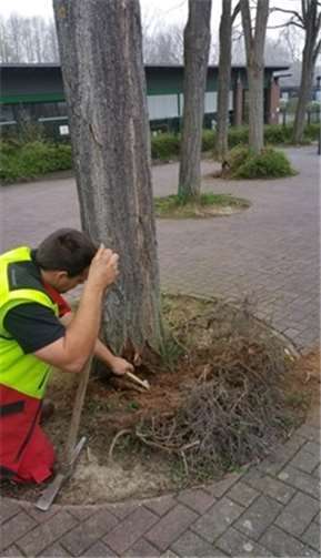 Eingehende Untersuchungen ergaben eine Schädigung des Stammholzes.