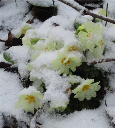 Einige Frühblüher wurden vom Schnee überrascht..