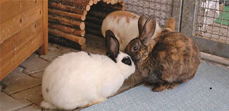 Einige Kaninchen warten auf ein neues Zuhause. privat