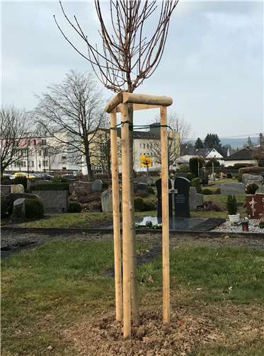 Einige Neupflanzungen von Bäumen sind erfolgt.