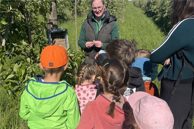 Einige Wildbienen kamen aus ihrem Unterschlupf heraus und konnten von den Kindern genau beobachtet werden