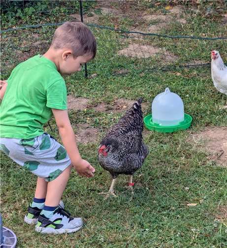 Einige der Kita-Kinder gingen mit den Hühnern auf Tuchfühlung. Foto: Stadt Meckenheim