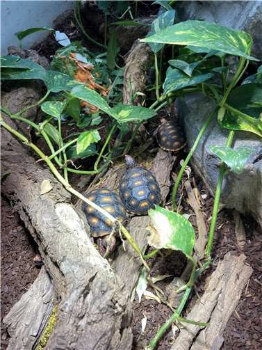 Einige der Köhlerschildkröten-Nachzuchten sind ebenfalls umgezogen.