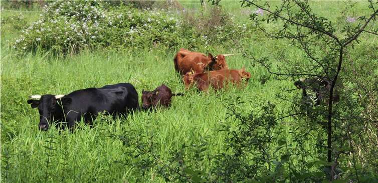 Einige der eingesetzten Rinder.