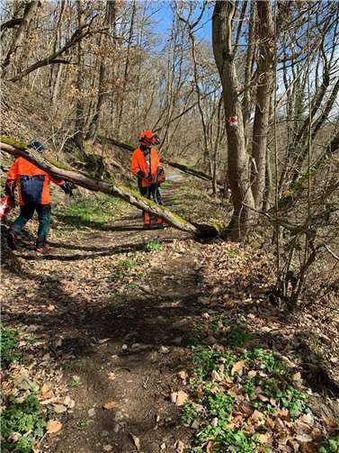 Einige quer liegenden Bäume am Tatzelwurmweg wurden geräumt. Foto: Dennis Linke