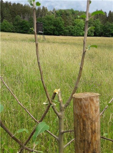 Einige wurden an der Krone so stark beschädigt, dass sie ersetzt werden müssen.