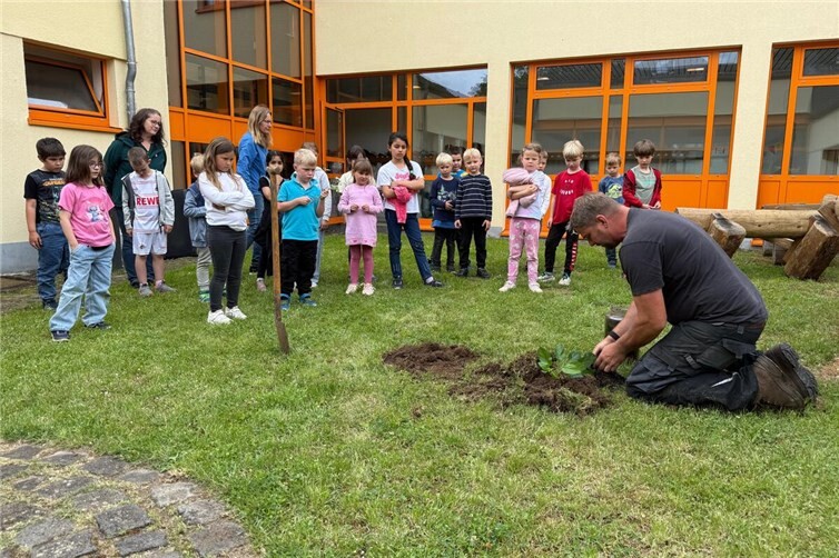 Einpflanzen des Apfelbaums im Schulgarten
